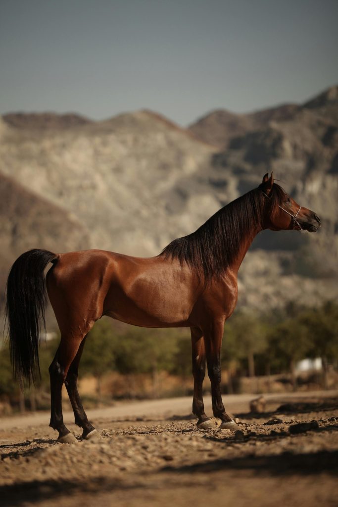 Arabian horse