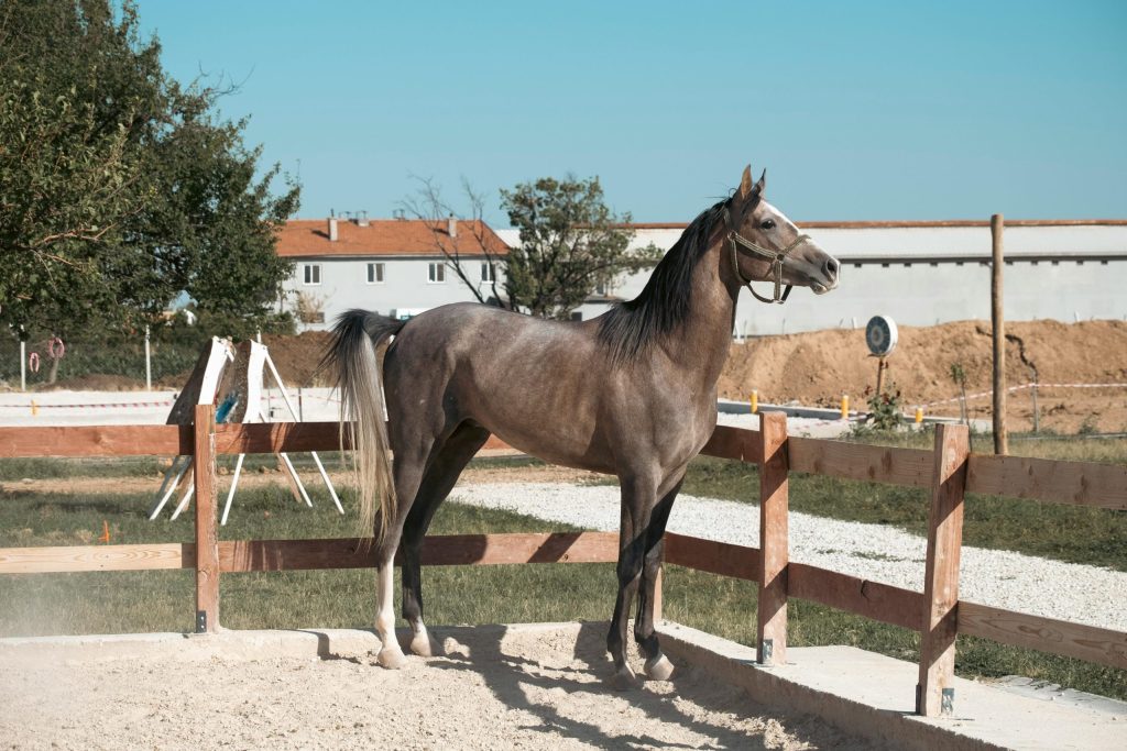 Arabian horse bloodlines