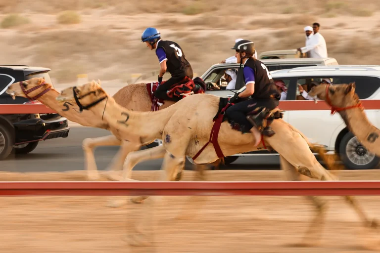 The Modern Economics of Gulf Camel Racing